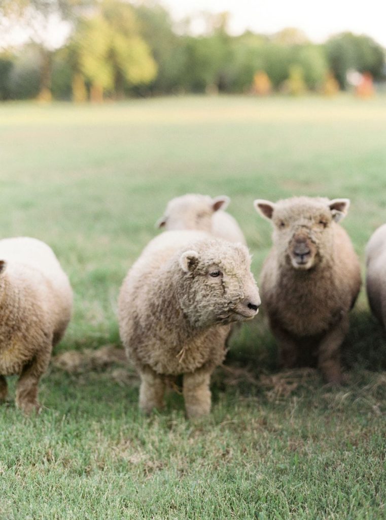 Babydoll Sheep for sale at Everly & Raine Co. in Mounds, Oklahoma.
