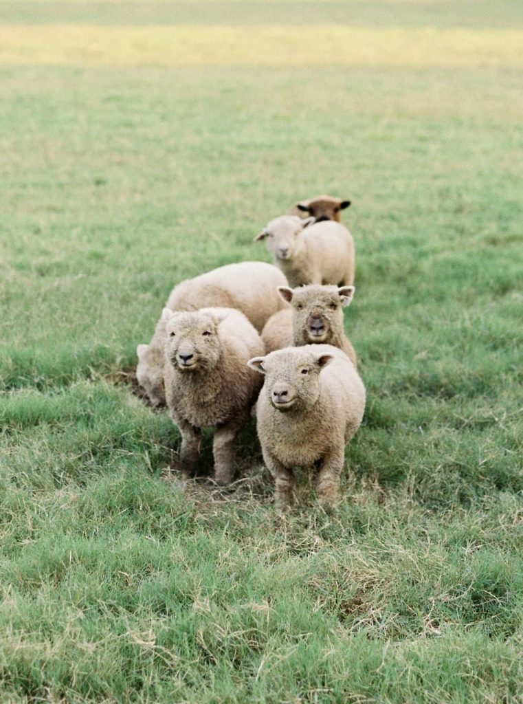 Learn more about Olde English Babydoll Southdown Sheep at everlyraine.com