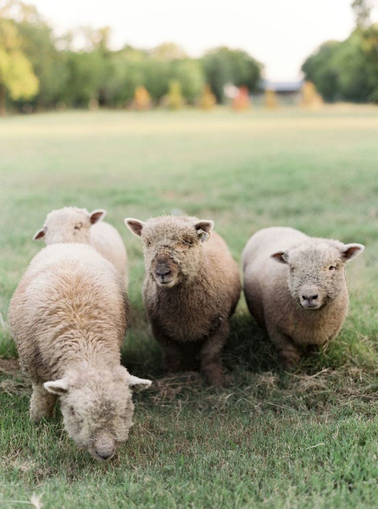 Babydoll Sheep are mostly white, while some are black. White sheep may be lighter complected or tan like our ewe Peggy.