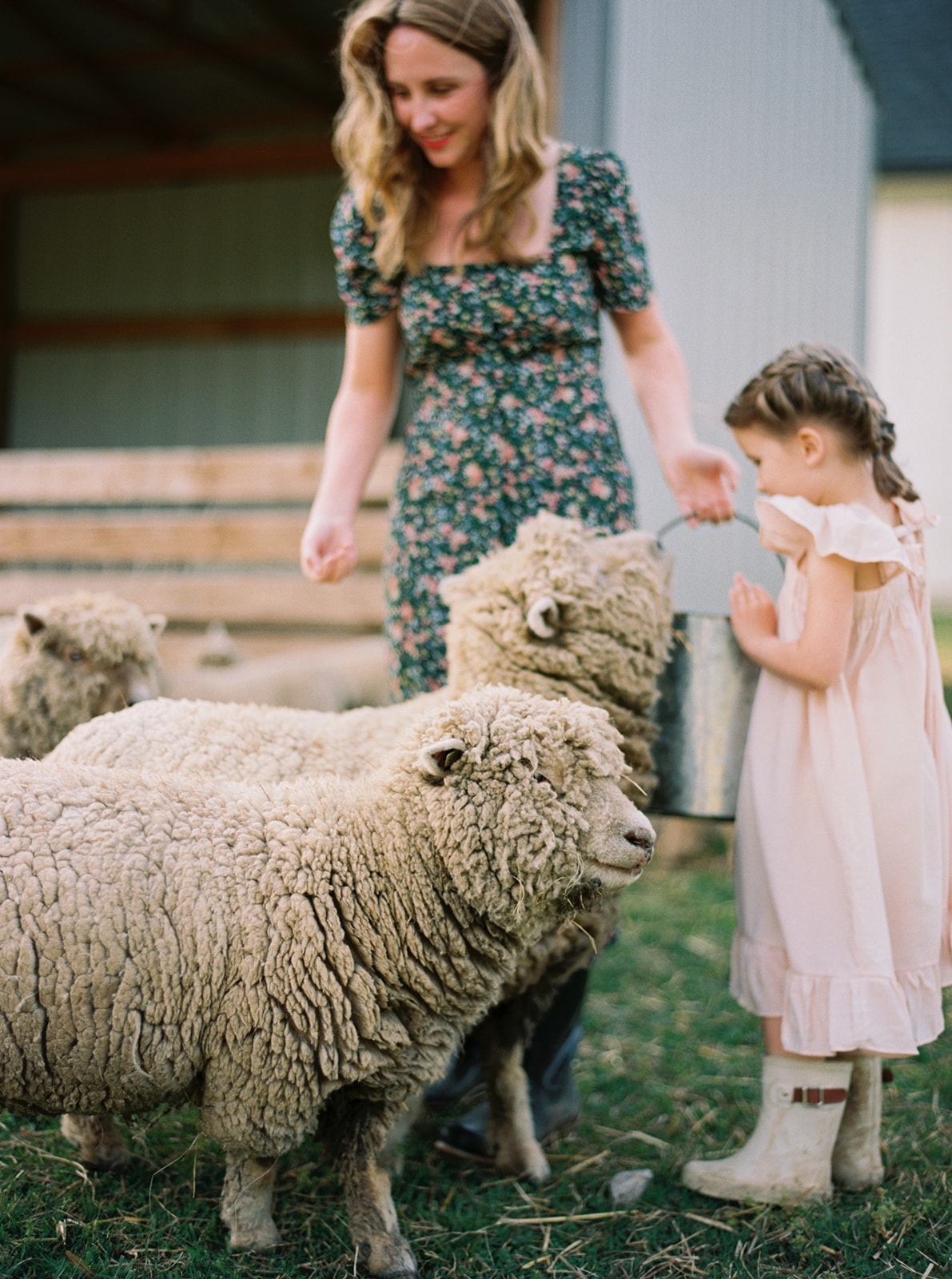 Babydoll Sheep are gentle and perfect with children. Learn more at everlyraine.com