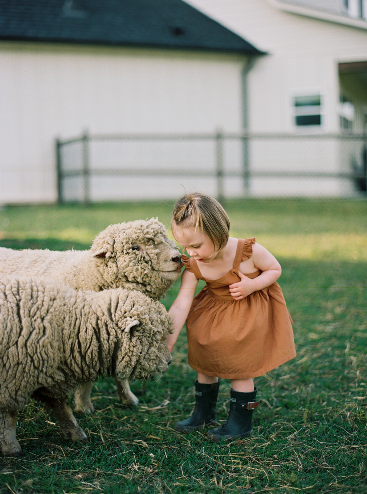 Babydoll Sheep are great farm pets. Learn more at everlyraine.com