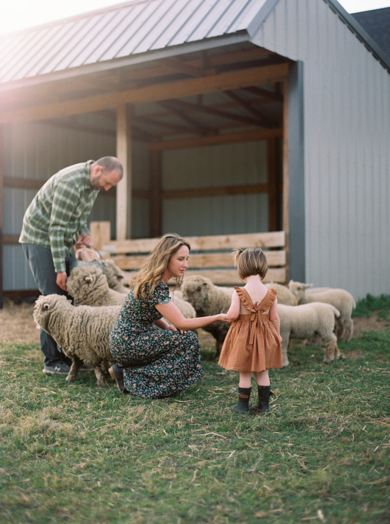 Babydoll Sheep are perfect for homesteads and hobby farms with children.
