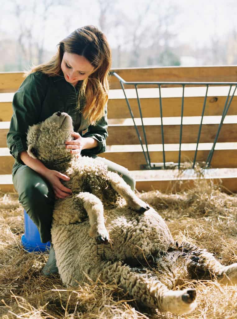 Learn more about Feeding Babydoll Sheep by Katie O. Selvidge at everlyraine.com